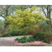 Acer palmatum Seiryu - Japanski javor Seiryu