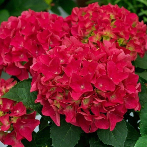 Hydrangea macrophylla Saxon Bright Red - Baštenska hortenzia Saxon Bright Red