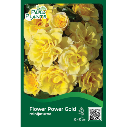 Minijaturna ruža Flower Power Gold