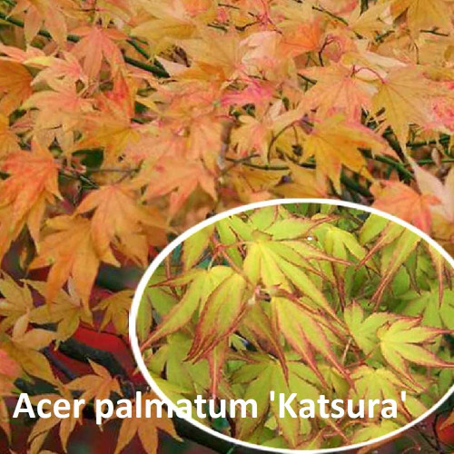 Acer palmatum Katsura - Japanski javor Katsura