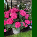 Hydrangea macrophylla Leuchtfeuer - Hortenzija Leuchtfeuer