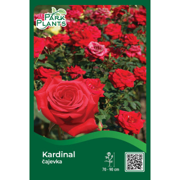 Čajevka Kardinal Čajevka Kardinal