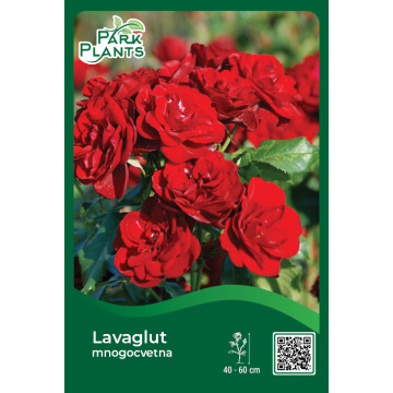 Ruža mnogocvetna Lavaglut Ruža mnogocvetna Lavaglut