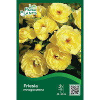 Ruža mnogocvetna Friesia