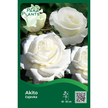 Ruža čajevka Akito Ruža čajevka Akito