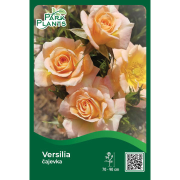 Čajevka Versilia Čajevka Versilia