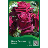 Ruža čajevka Black Baccara