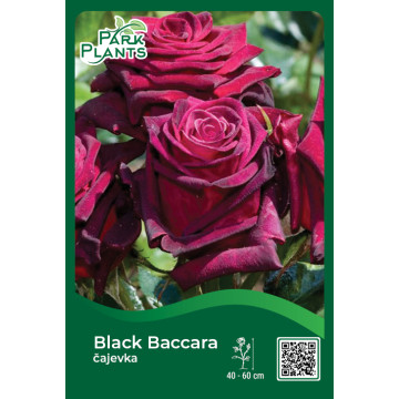 Ruža čajevka Black Baccara Ruža čajevka Black Baccara