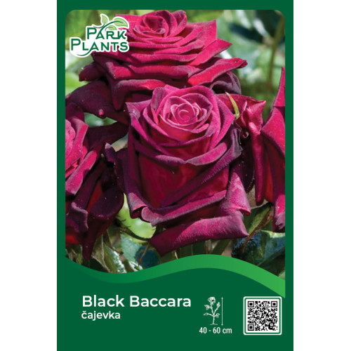 Ruža čajevka Black Baccara