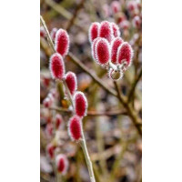 Salix Gracilistyla Mount Aso - Japanska crvena vrba