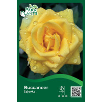 Ruža čajevka Buccaneer