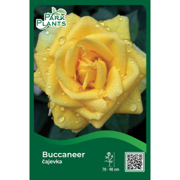 Ruža čajevka Buccaneer Ruža čajevka Buccaneer