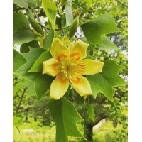 Liriodendron tulipifera-Tulipanovac