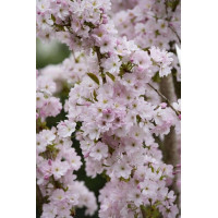 Prunus serrulata Amanogawa - Stubasta japanska trešnja