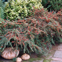 Cotoneaster dammeri Skogholm - Dunjarica Skogholm Cotoneaster dammeri Skogholm - Dunjarica Skogholm
