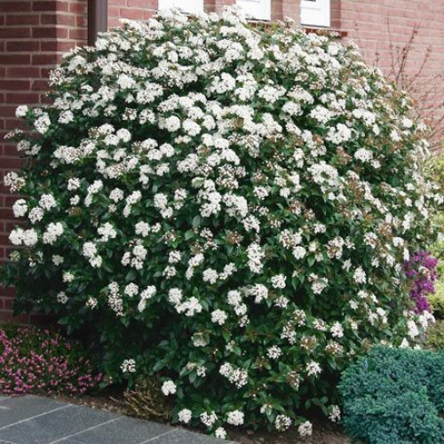 Viburnum tinus Eve Price - Zimzelena bangita Eve Price
