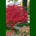 Euonymus alatus - Evunimus alatus