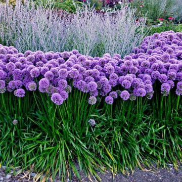 Allium Millenium - Ukrasni luk Millenium