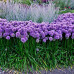 Allium Millenium - Ukrasni luk Millenium