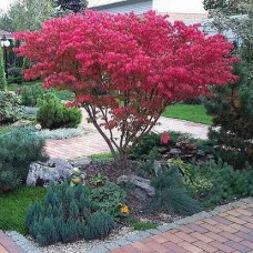 Euonymus alatus - Evunimus alatus