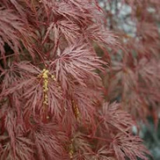 Acer palmatum Inaba Shidare - Japanski javor Inaba Shidare