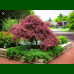 Acer palmatum Inaba Shidare - Japanski javor Inaba Shidare