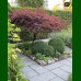 Acer palmatum Inaba Shidare - Japanski javor Inaba Shidare