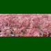 Acer palmatum Inaba Shidare - Japanski javor Inaba Shidare