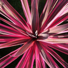 Cordyline australis Pink Passion - Novozelandska palma Pink Passion