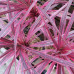 Cordyline australis Pink Passion - Novozelandska palma Pink Passion