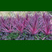 Cordyline australis Pink Passion - Novozelandska palma Pink Passion