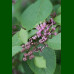 Calicarpa bodinieri Profusion - Kalikarpa