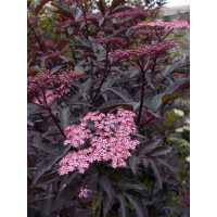 Sambucus nigra Black Beauty - Crvenolisna zova