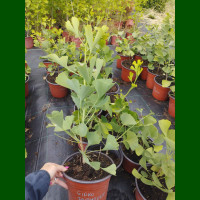 Ginkgo biloba Fairmount - Ginkgo Fairmount