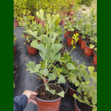 Ginkgo biloba Fairmount - Ginkgo Fairmount