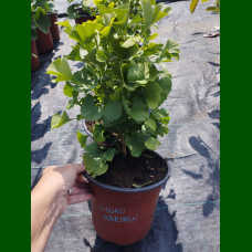 Ginkgo biloba Mariken - Ginkgo Mariken
