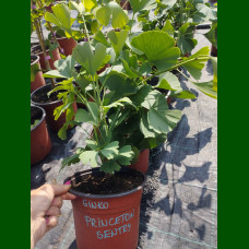 Ginkgo biloba Princeton Sentry - Ginkgo Princeton Sentry