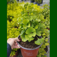 Ginkgo biloba Troll - Ginkgo Troll