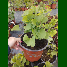 Ginkgo biloba Globosa - Ginkgo Globosa