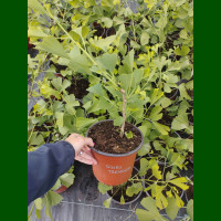 Ginkgo biloba Tremonia - Ginkgo stubasti Tremonia
