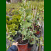 Ginkgo biloba Barabits Nana - Ginkgo Barabits Nana