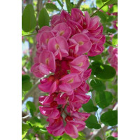 Robinia hispida - Ružičasti bagrem