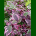Cornus alba Sibirica Variegata - Šarenolisni sibirski dren
