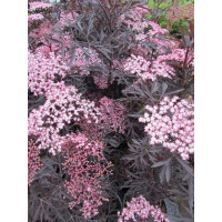 Sambucus nigra Black Lace - Bordolisna zova