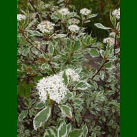 Cornus alba Sibirica Variegata - Šarenolisni sibirski dren