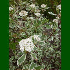 Cornus alba Sibirica Variegata - Šarenolisni sibirski dren