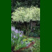 Cornus alba Sibirica Variegata - Šarenolisni sibirski dren