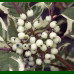 Cornus alba Sibirica Variegata - Šarenolisni sibirski dren