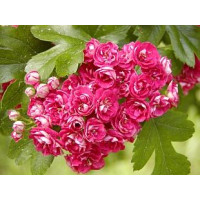 Crataegus laevigata Paul s Carlet - Cvetni glog Paul s Carlet Crataegus laevigata Paul s Carlet - Cvetni glog Paul s Carlet