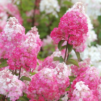 Hydrangea paniculata Fraise Melba - Drvenasta hortenzija Fraise Melba